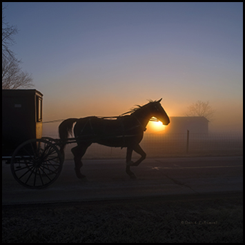 Amish Buggy at Dawn